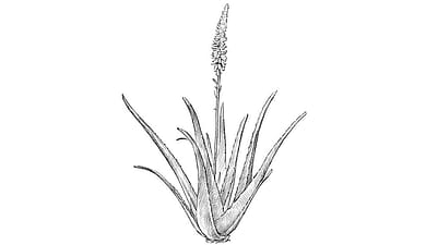 aloe vera illustration
