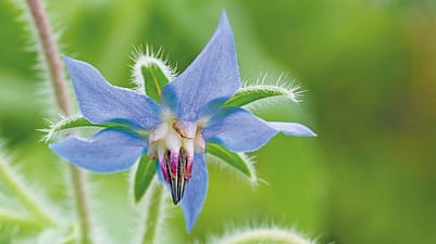 Blaue Borretsch Bluete