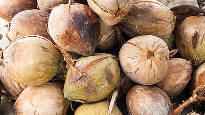 Ein Haufen an Kokosnuessen