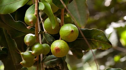 Macadamia Nuesse in gruener Schale