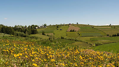 campo di arnica