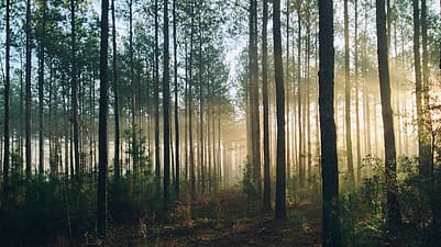 Una foresta in penombra