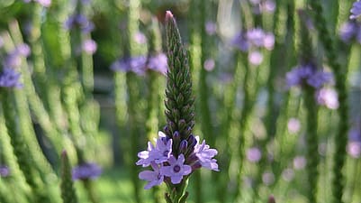 La verveine officinale