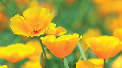 pavot jaune de californie