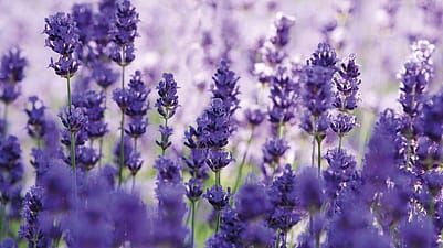 lavender