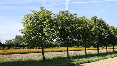 fleurs éclatantes du calendula
