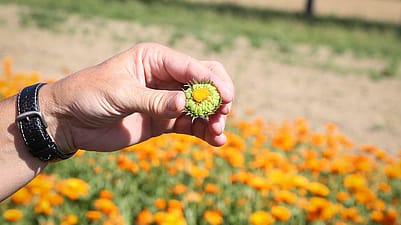 Les graines de calendula