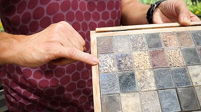 Les graines de calendula