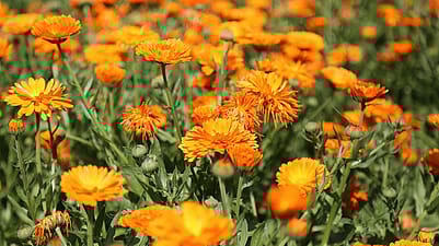 calendula