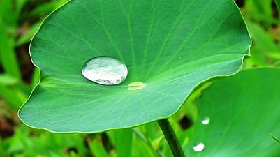 regentropfen auf einem blatt