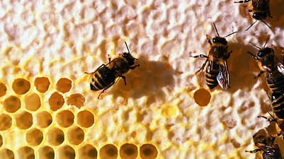La cire d'abeille