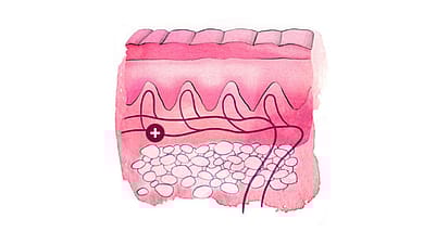 Illustration d’une coupe de la peau : derme.