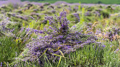 Lavender in field