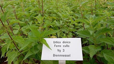 Ein Beet mit Brennnesseln