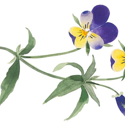 dibujo de pensamiento silvestre