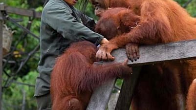 Orangutans and keeper