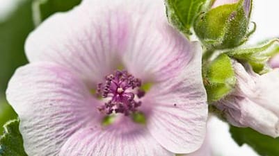 white mallow