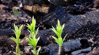 young plants sprouting from dark soil
