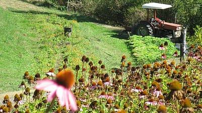 jardins Nouvelle Zélande