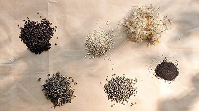 different seeds