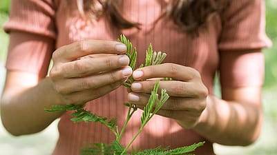 Une femme cueille des feuilles d'une plante
