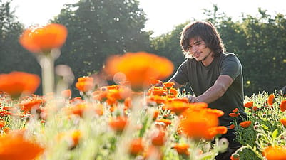 hombre recolectando caléndulas en nuestros jardines de Alemania