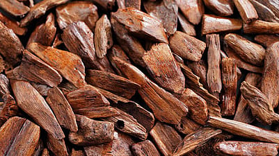 Sandeltreolje