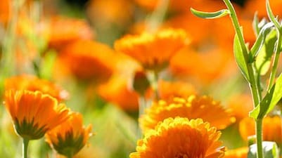 Calendula flowers