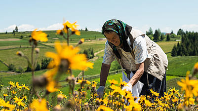 woman picking flowers