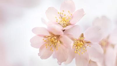 Närbild på mandel blom