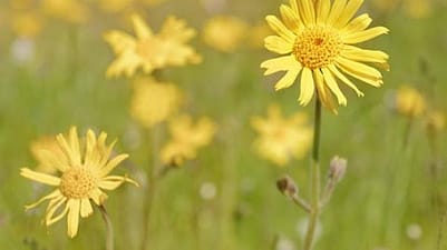 champs de fleurs arnica
