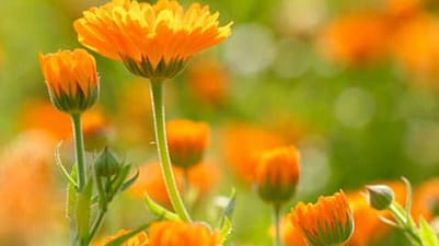 Calendulablumen