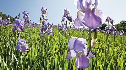 Iriswiese