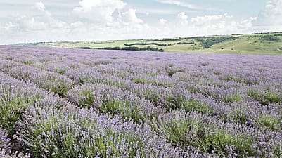 Lavendel