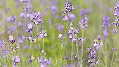 campo de lavanda