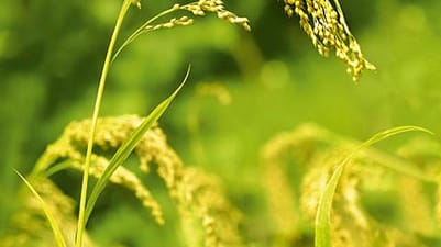 millet bio