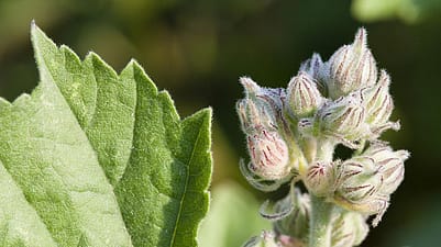 Hoja de malva blanca