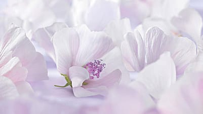 white mallow flower