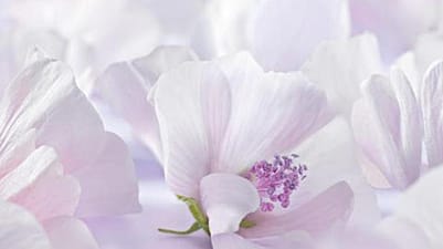 imagen de la flor malva blanca