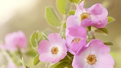 plantas de rosa mosqueta