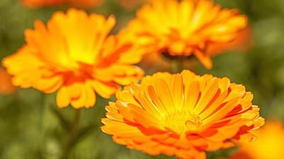 calendula