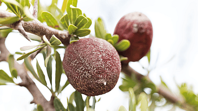 argan en el arbol