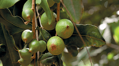 macadamia en el arbol