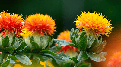 flor de cartamo
