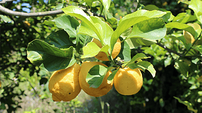Lemons hanging from a tree.