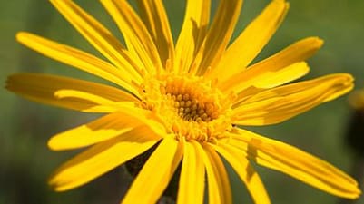 Fleur d'arnica