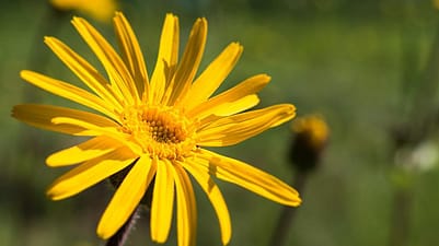 l'Arnica de près