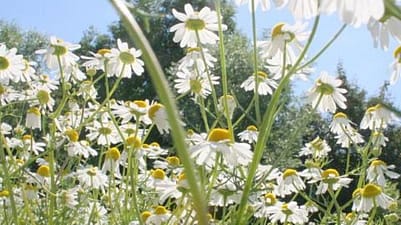 bloemen