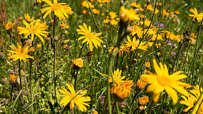 Arnika Blumen auf der Wiese