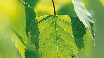 Birch leafes